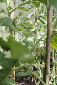 tomatoes in green houses
